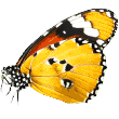 https://rareteacups.com/wp-content/uploads/2019/08/butterfly.png